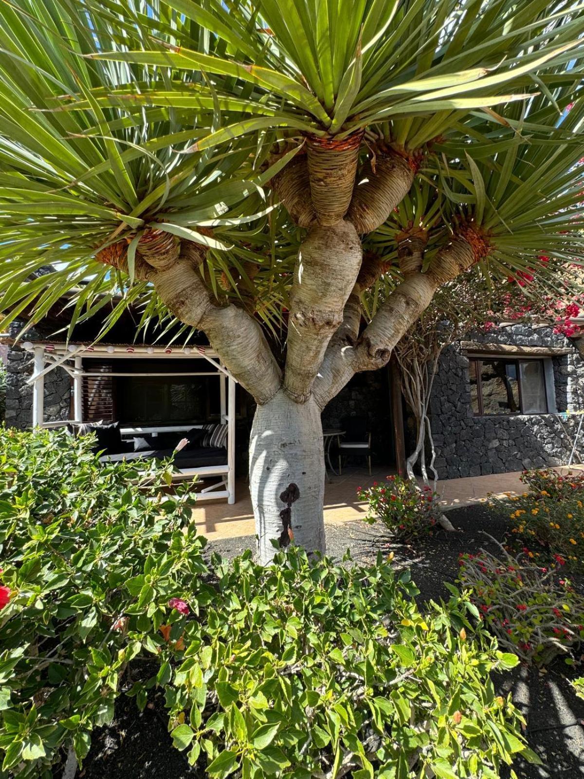 Castillo Lanzarote Villa Bailey - Luxury Villa - Pet Friendly With Heated Pool La Asomada  Екстериор снимка